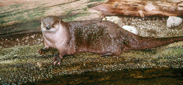 Loutre sur le bord de l'eau