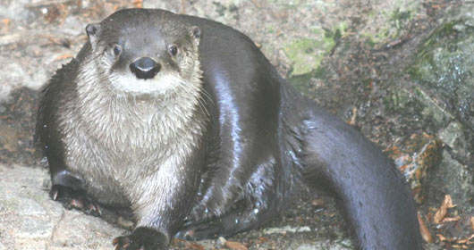 Loutre au pelage humide