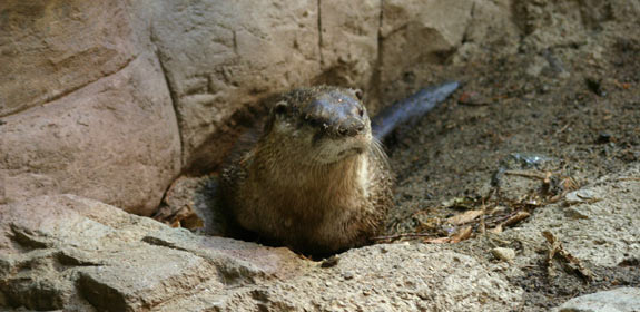 Loutre 