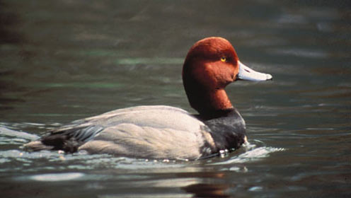 Un canard qui a fière allure