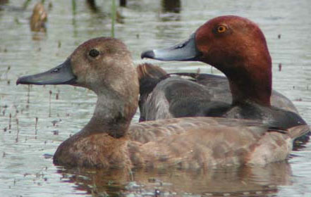 La mare aux canards
