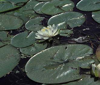 Nénuphars et fleurs