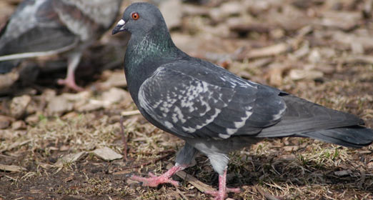 Pigeon