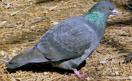 Pigeon au reflets métalliques