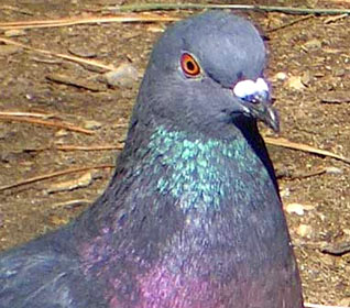 Pigeon aux teintes colorées