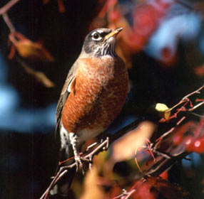 Merle d'amérique dans les couleurs de l'automne